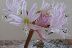 Brunsvigia gariepensis striped petal form