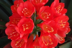 Clivia miniata red flowering Belgian Hybrids