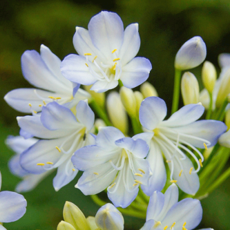 Agapanthus Silver Baby