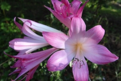 Amaryllis belladonna