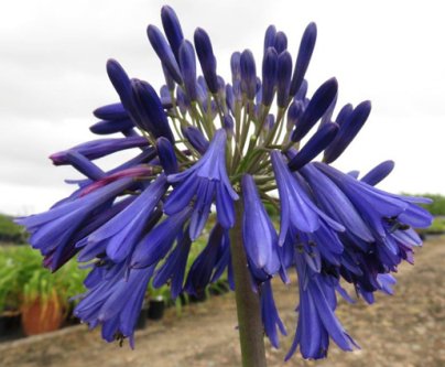 Agapanthus Hanneke