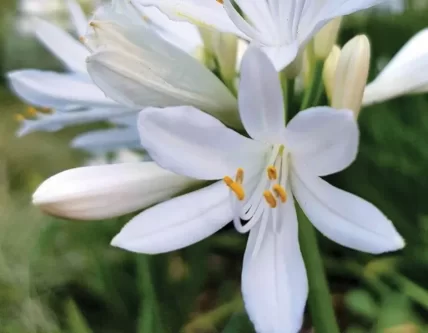 Agapanthus Shona