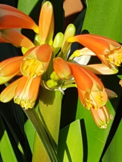 Clivia Interspecifics