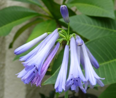 Agapanthus inapertus subsp. pendulous