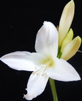 Amaryllis belladonna White