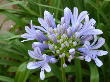 Agapanthus Full Moon