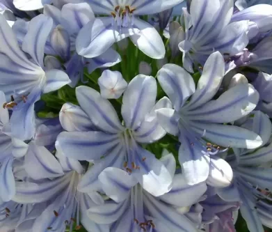 Agapanthus Full Moon