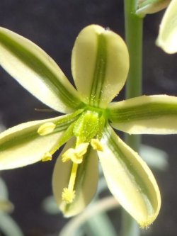 Albuca concordiana