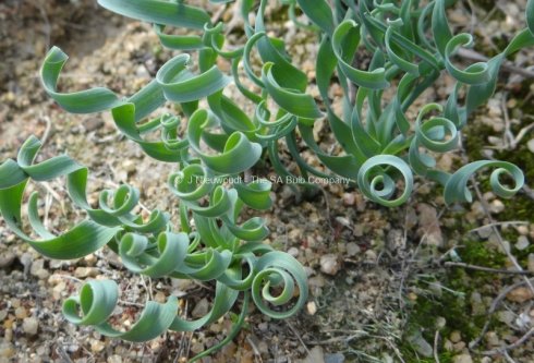 Albuca concordiana