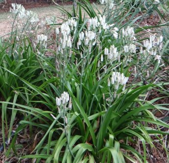 Albuca nelsonii