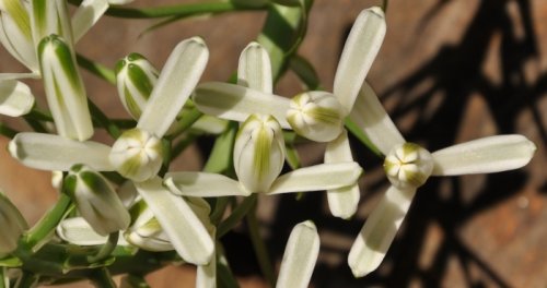 Albuca nelsonii