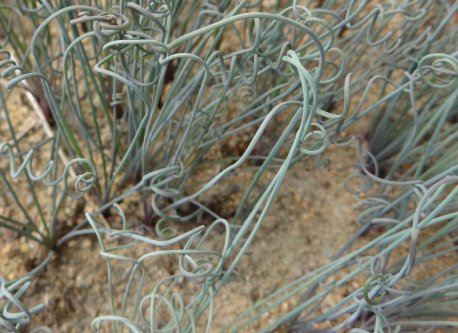 Albuca spiralis