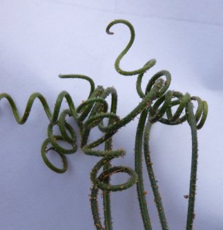 Albuca viscosa