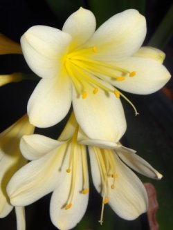 Clivia miniata var citrina