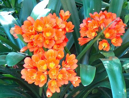 Clivia miniata