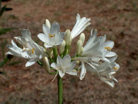 Agapanthus nana white